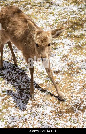 Deer with cherry blossom in Nara, Japan Stock Photo