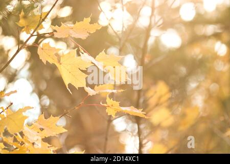 Beautiful autumn background in pastel colors - yellow leaves of the sugar maple in the backlight in the autumn forest. Indian summer. Stock Photo