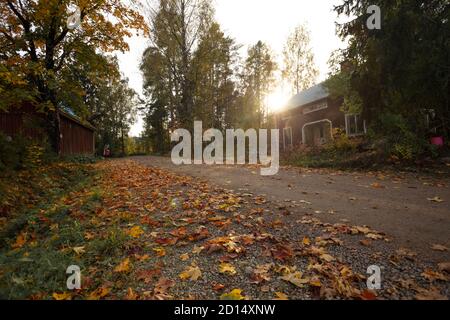 Maple leaves lie on the gravel road, sunny autumn evening. High quality photo Stock Photo