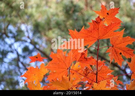 Bright red-orange maple leaves on the background of a pine forest. Colorful autumn background. Indian summer. Stock Photo