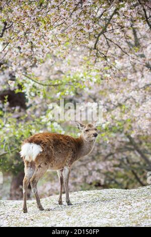 Deer with cherry blossom in Nara, Japan Stock Photo