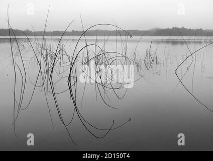 Graceful forms of bulrushes dance on a northern Minnesota lake at twilight. Stock Photo