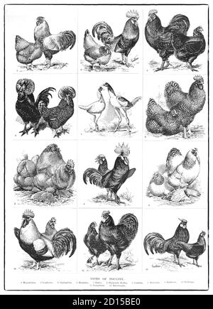 A late 19th Century chart illustrating poultry, domesticated birds kept by humans for their eggs, their meat or their feathers. These birds are most typically members of the superorder Galloanserae (fowl), especially the order Galliformes (which includes chickens, quails, and turkeys). Stock Photo