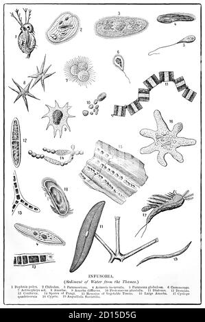 A late 19th Century chart illustrating Infusoria, a collective term for minute aquatic creatures such as ciliates, euglenoids, protozoa, unicellular algae and small invertebrates that exist in freshwater ponds. In modern formal classifications, the term is considered obsolete; the microorganisms previously included in the Infusoria are mostly assigned to the kingdom Protista. Stock Photo