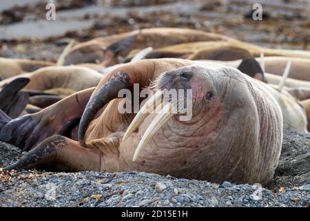 An ugly of walruses, odobenus rosmarus, resting on a pebble beach in Svalbard, Arctic Circle. Stock Photo