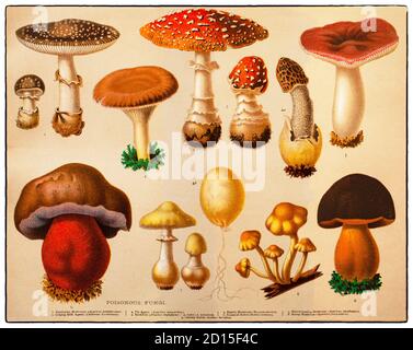 A late 19th Century chart illustrating poisonous fungi from ingestion of toxic substances present in the fungi. These symptoms can vary from slight gastrointestinal discomfort to death in about 10 days. The toxins present are secondary metabolites produced by the fungus. Fungi are all members of the group of eukaryotic organisms Stock Photo
