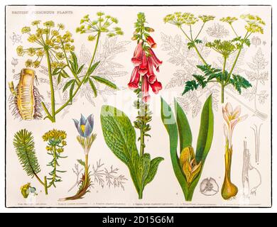 A late 19th Century chart illustrating various British poisonous plants i.e. those that produce toxins that deter herbivores from consuming them. Plants cannot move to escape their predators, so they must have other means of protecting themselves from herbivorous animals. Some plants have physical defenses such as thorns, spines and prickles, but by far the most common type of protection is chemical. Stock Photo