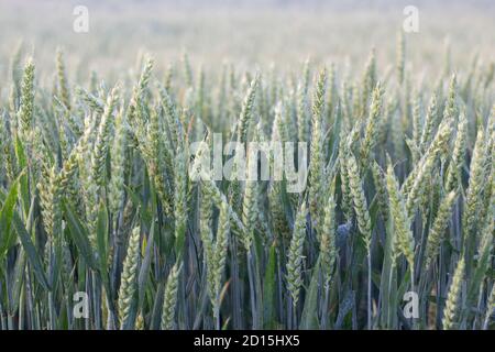 Background of their green ears of wheat growing on an agricultural field Stock Photo