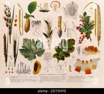 A late 19th Century chart illustrating various types of plant fungoid diseases, Collectively, fungi and fungal-like organisms (FLOs) cause more plant diseases than any other group of plant pest with over 8,000 species shown to cause disease. Fungi and FLOs are eukaryotic organisms that lack chlorophyll and thus do not have the ability to photosynthesize their own food. They obtain nutrients by absorption through tiny thread-like filaments called hyphae that branch in all directions throughout a substrate. A collection of hyphae is referred to as mycelium (pl., mycelia) and Mycelia are the key