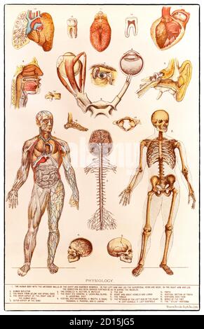 A late 19th Century chart illustrating human physiology, the study of how the human body functions. This includes the mechanical, physical, bioelectrical, and biochemical functions of humans in good health, from organs to the cells of which they are composed. The human body consists of many interacting systems of organs, some of which can be seen in the illustration. Stock Photo