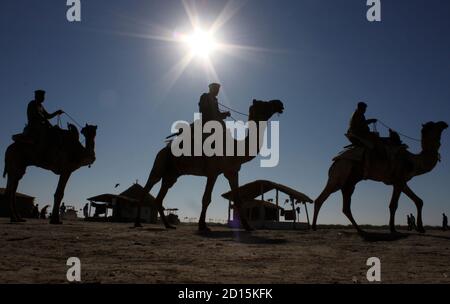 India, Gujarat State, Kutch desert, Loria village, woman carrying cow ...
