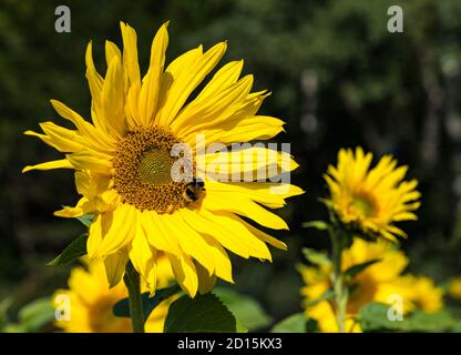 Close up of bumblebee on sunflower growing in field on sunny day, East Lothian, Scotland, UK Stock Photo