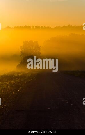 early in the morning, at dawn. Thick mystical fog over a green forest ...