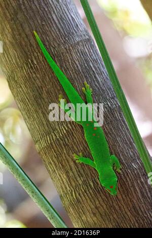 Madagascar, the North, province of Diego-Suarez (Antsiranana), region of Diana, Ankarana National Park, gecko (phelsuma grandis) Stock Photo