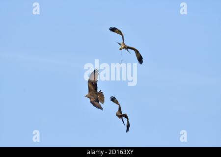 France, Doubs, Rapace, Red Kite (Milvus milvus) pursuing in flight a Black Kite (Milvus migrans) in an attempt to take its prey Stock Photo