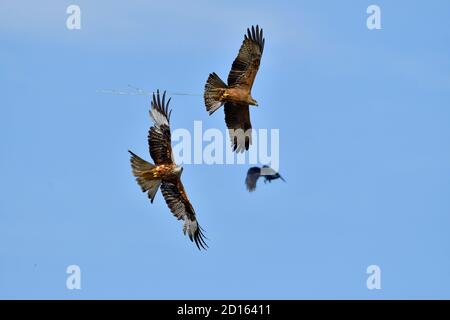 France, Doubs, Rapace, Red Kite (Milvus milvus) pursuing in flight a Black Kite (Milvus migrans) in an attempt to take its prey Stock Photo