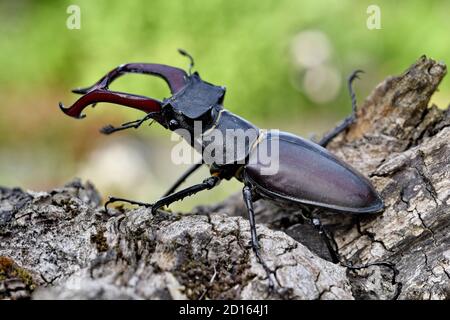 France, Doubs, Wild animal, insect, stag beetle (Lucanus cervus) on an old root Stock Photo