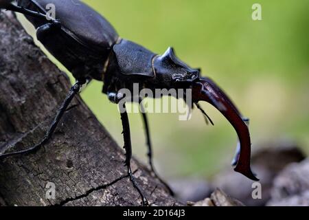 France, Doubs, Wild animal, insect, stag beetle (Lucanus cervus) on an old root Stock Photo