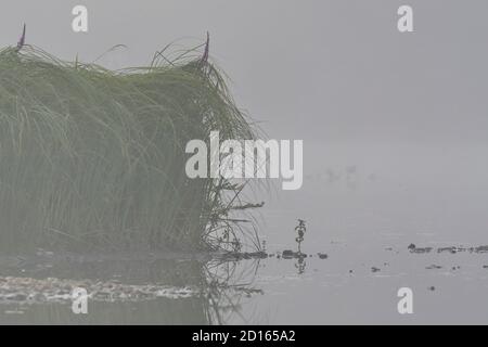 France, Doubs, Brognard, natural area of Allan, aquatic vegetation, morning mist Stock Photo