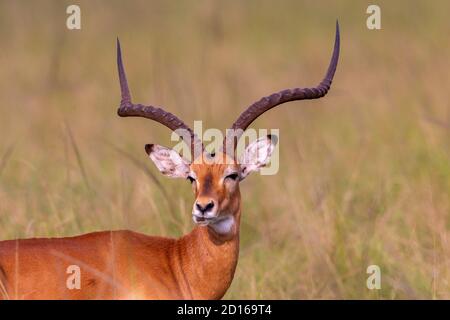 Uganda, Lake Mburo National Park, Impala (Aepyceros melampus), adult male Stock Photo