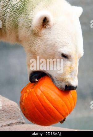 Hudson a-two-year-old polar bear, eats a pumpkin at the Brookfield Zoo in Brookfield, Illinois October 28, 2009. Zookeepers fed pumpkins to the zoo's lions, tigers, bears and gorillas, in honor of the upcoming October 31 Halloween holiday. REUTERS/John Gress (UNITED STATES ANIMALS)