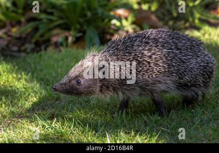 Wild European Hedgehog - Erinaceus europaeus - in Southern England garden, UK Stock Photo