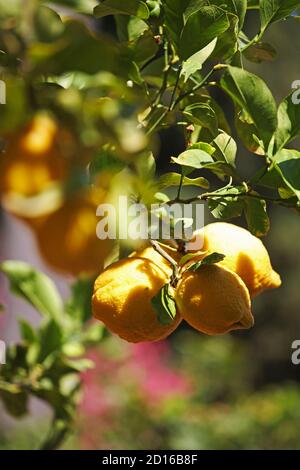 Italy, Sicily, Taormina, lemons hanging from a tree in the hotel garden Villa Belvedere Stock Photo