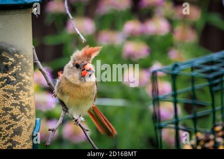 Female American Cardinal (Cardinalis cardinalis) perched on a feeder Stock Photo