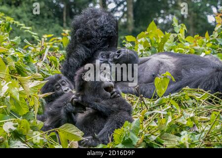 Uganda, Central African Hills, Kanungu District, The rainforest of the Bwindi Impenetrable National Park, Tropical Rainforest, Mountain gorilla (Goril Stock Photo