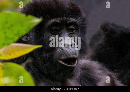 Uganda, Central African Hills, Kanungu District, The rainforest of the Bwindi Impenetrable National Park, Tropical Rainforest, Mountain gorilla (Goril Stock Photo