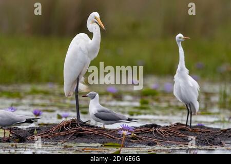 Uganda, Mabamba swamp, Great Egret (Ardea alba), with Grey-headed Gull (Chroicocephalus cirrocephalus) Stock Photo