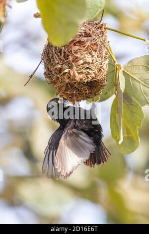 Uganda, Mabamba swamp, Vieillot's Black Weaver (Ploceus nigerrimus), build a nest, sing to attract a female Stock Photo