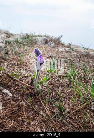 Pulsatilla halleri (ulsatilla taurica) flowers in Crimea Stock Photo