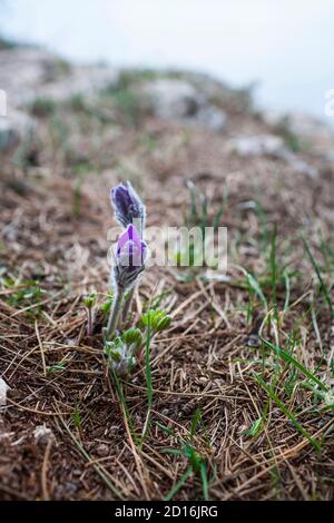 Pulsatilla halleri (ulsatilla taurica) flowers in Crimea Stock Photo