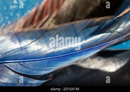 Full frame macro art abstract still life background of natural blue feather textures with defocused background and bokeh Stock Photo
