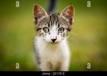 Close-up portrait of black and white male kitten in the yard, looking at the camera, domestic animal, pet photography of cat playing outside, shallow selective focus, blurred green grass background Stock Photo