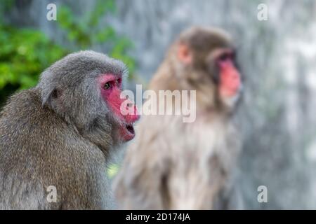 Two Japanese macaques / snow monkeys (Macaca fuscata) close-up portrait of macaque calling, native to Japan