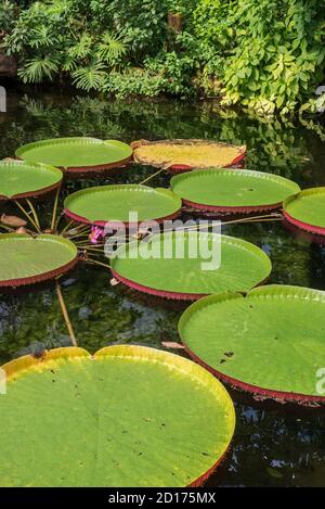 Floating leaves of the giant water lily (Victoria amazonica / Nymphaea victoria / Victoria regia), largest waterlily in the world Stock Photo