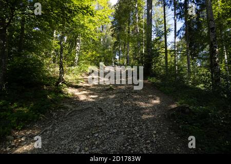 forest path leading up with many trees, the sun shines through the leaves on the ground and the trees, by day, without people Stock Photo