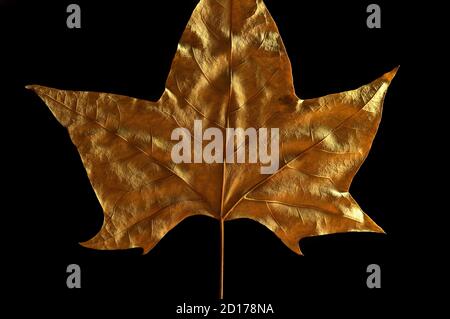 Large autumn leaf with side light for background or as decoration with black background. Stock Photo