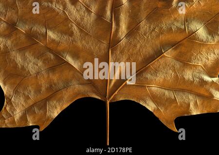 Autumn large leaf for background or as decoration with black background. Stock Photo