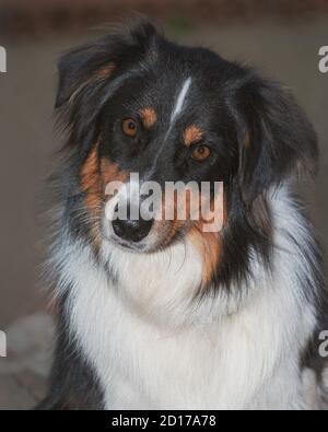 closeup head portrait of a sweet and beautiful tri-colored black white tan australian shepherd dog on a blurred grey background Stock Photo