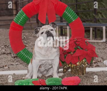 an elderly senior english bulldog posing next to an dog agility tire jump obstacle decorated for christmas Stock Photo