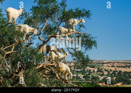 Iconic view of goats climbing on branch of argan tree on the road of Essaouira in he middle of arid desert. Classic touristic point. Essaouira, Morocc Stock Photo