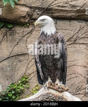 Chennai, India, 6th Oct 2020 : American Bald Eagle in San Diego, California, USA : Seshadri SUKUMAR Stock Photo