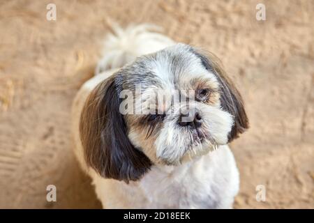 The dog Shih Tzu sits on the road Stock Photo