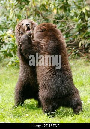Young Kamchatka brown bears play in their enclosure at the 'Tierpark Hagenbeck' zoo in Hamburg September 20, 2007. The four nine-month old bears, one female and three male, who recently arrived from Moscow zoo, have yet to be named.    REUTERS/Christian Charisius (GERMANY)