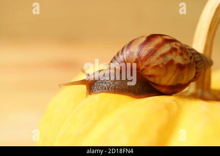 Closeup of Brown Stripe Shell Snail Resting on a Vivid Yellow Mini Pumpkin Stock Photo