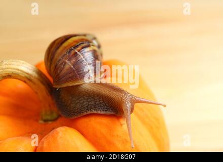 Closeup of a Brown Stripe Shell Snail Crawling on a Vivid Orange Mini Pumpkin Stock Photo