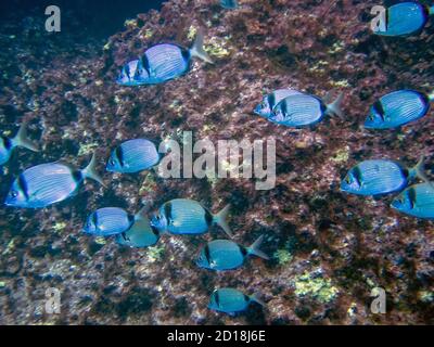 A school of Double Banded Bream (Diplodus vulgaris) in the Mediterranean Sea Stock Photo